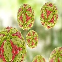 Japanese Encephalitis